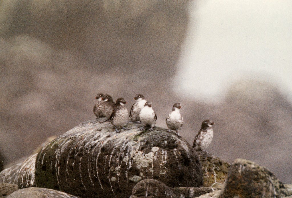 Auklet, Least 1.jpg - Least Auklet